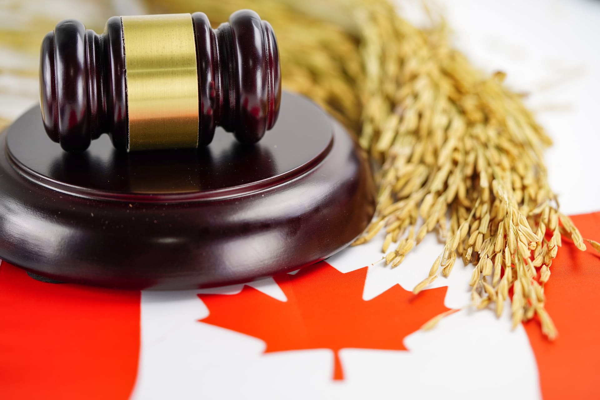 canadian-law-and-justice-with-gavel-and-wheat
